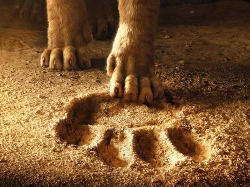 Lascia la tua impronta e... hakuna matata!